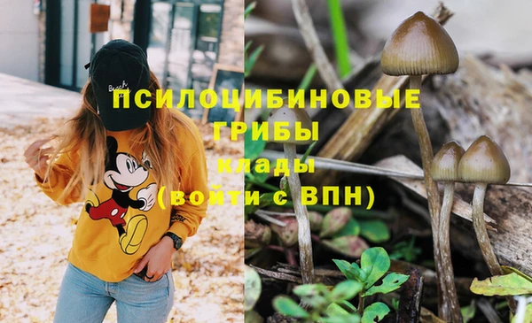PSILOCYBIN Алзамай